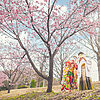 群馬県富岡市の桜のロケーションで、和装前撮りフォトウェディンの様子です。扇子で顔を隠しています。