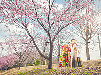 群馬県富岡市の桜のロケーションで、和装前撮りフォトウェディンの様子です。扇子で顔を隠しています。