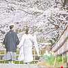 群馬で桜のフォトウェディングを撮影